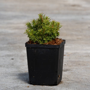 Tenzan Dwarf Japanese Cedar in a black nursery pot, showing dense compact mounding green foliage on concrete.