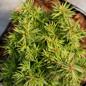 Tenzan Dwarf Japanese Cedar showing dense, star-shaped green foliage clusters in a nursery container.