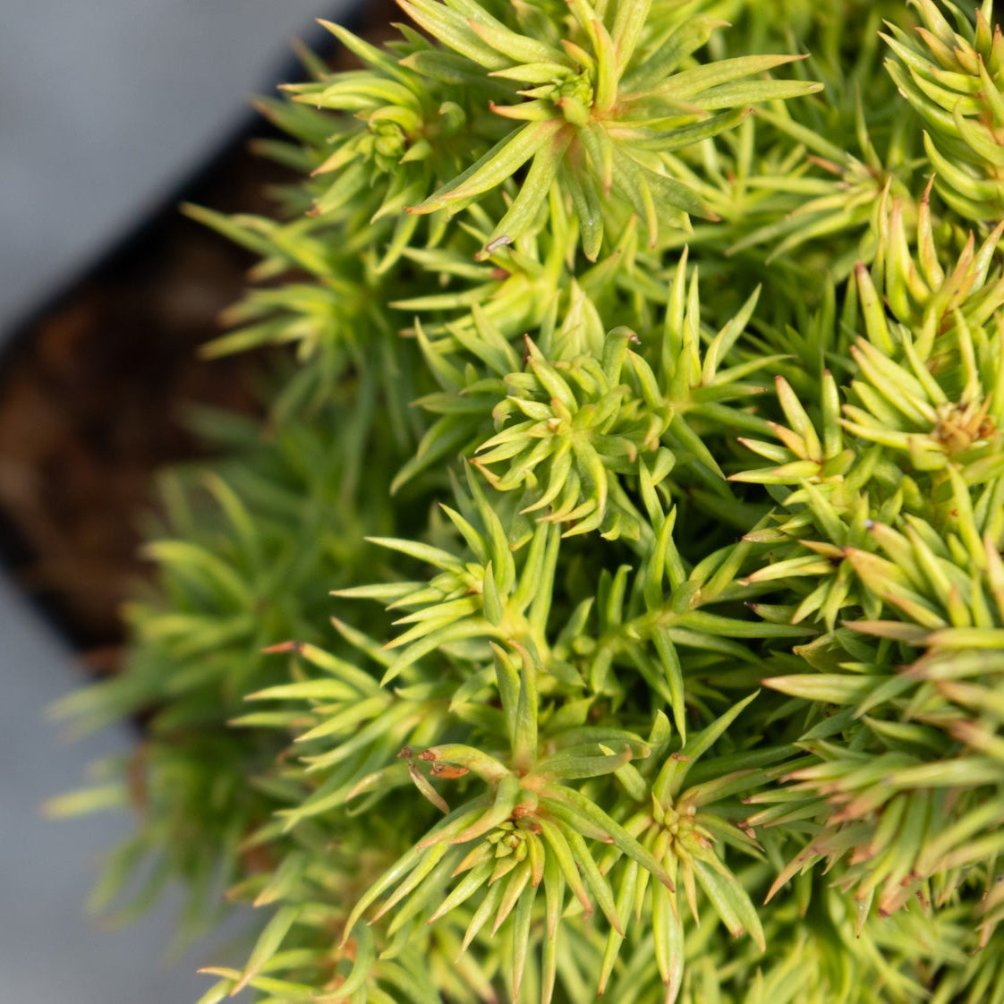 Tenzan Dwarf Japanese Cedar showing dense, star-shaped bright green needle clusters in a nursery container.
