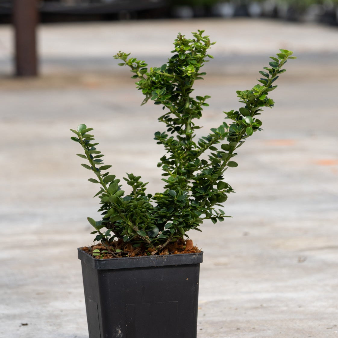 Green Dragon Japanese Holly shrub in a black nursery container showing multiple upright branches with small dark green leaves.