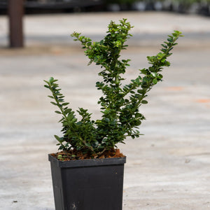 Green Dragon Japanese Holly shrub in a black nursery container showing multiple upright branches with small dark green leaves.
