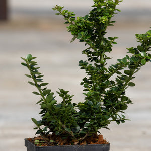 Green Dragon Japanese Holly shrub in a black nursery container showing dense dark green foliage on upright branching stems.