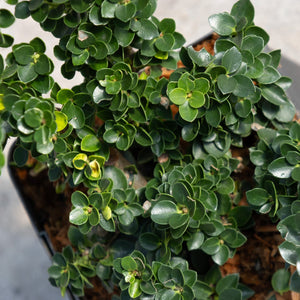 Dense mounding foliage of Green Dragon Japanese Holly with small dark green rounded leaves in a black nursery container.