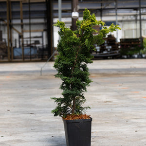 Gold Drop Hinoki False Cypress in a black nursery container, showing its layered green and golden-tipped foliage habit.