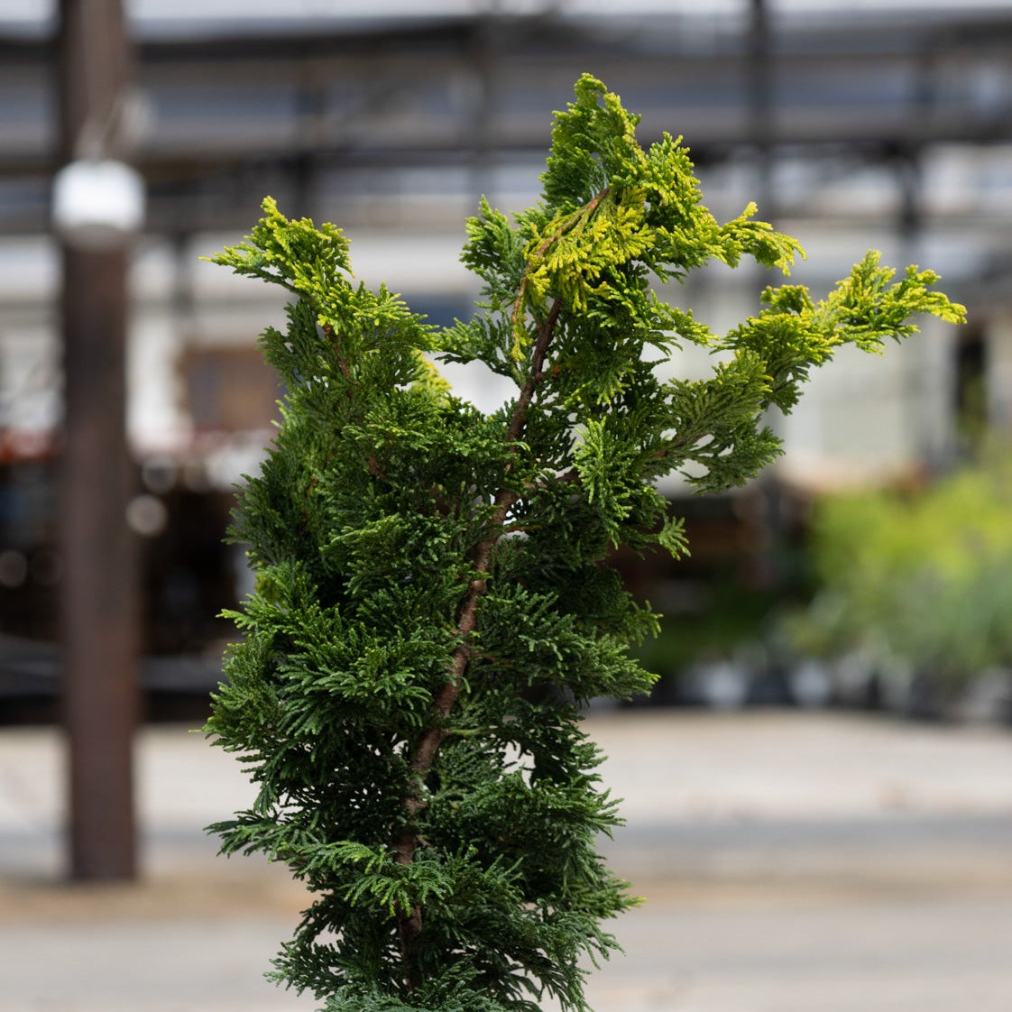 Gold Drop Hinoki False Cypress shrub showing dense dark green foliage with bright golden-yellow new growth tips at a nursery.