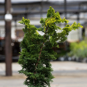 Gold Drop Hinoki False Cypress shrub showing dense dark green foliage with bright golden-yellow new growth tips at a nursery.