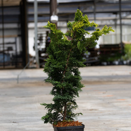Gold Drop Hinoki False Cypress shrub in a nursery container showing layered green and golden-tipped foliage.