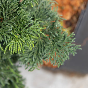 Close-up of Gold Drop Hinoki False Cypress showing dense, fan-like blue-green foliage sprays in a container.