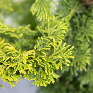 Close-up of Gold Drop Hinoki False Cypress showing bright yellow-green scale-like foliage on layered branches.
