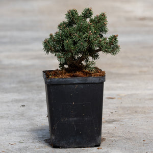 Bluhm's Dwarf Brewer Spruce in a black nursery pot showing dense blue-green needled branches and compact mounding habit.