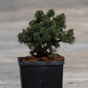 Bluhm's Dwarf Brewer Spruce in a black nursery container, showing dense blue-green needle clusters and compact mounding habit.