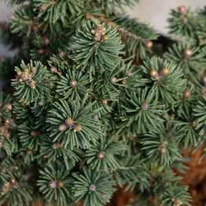 Close-up of Bluhm's Dwarf Brewer Spruce showing dense blue-green needle clusters with rounded golden-brown buds.