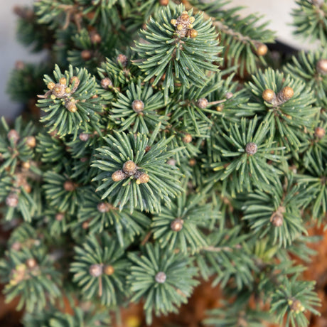 Bluhm's Dwarf Brewer Spruce showing dense blue-green needle clusters with rounded buds on compact branching.