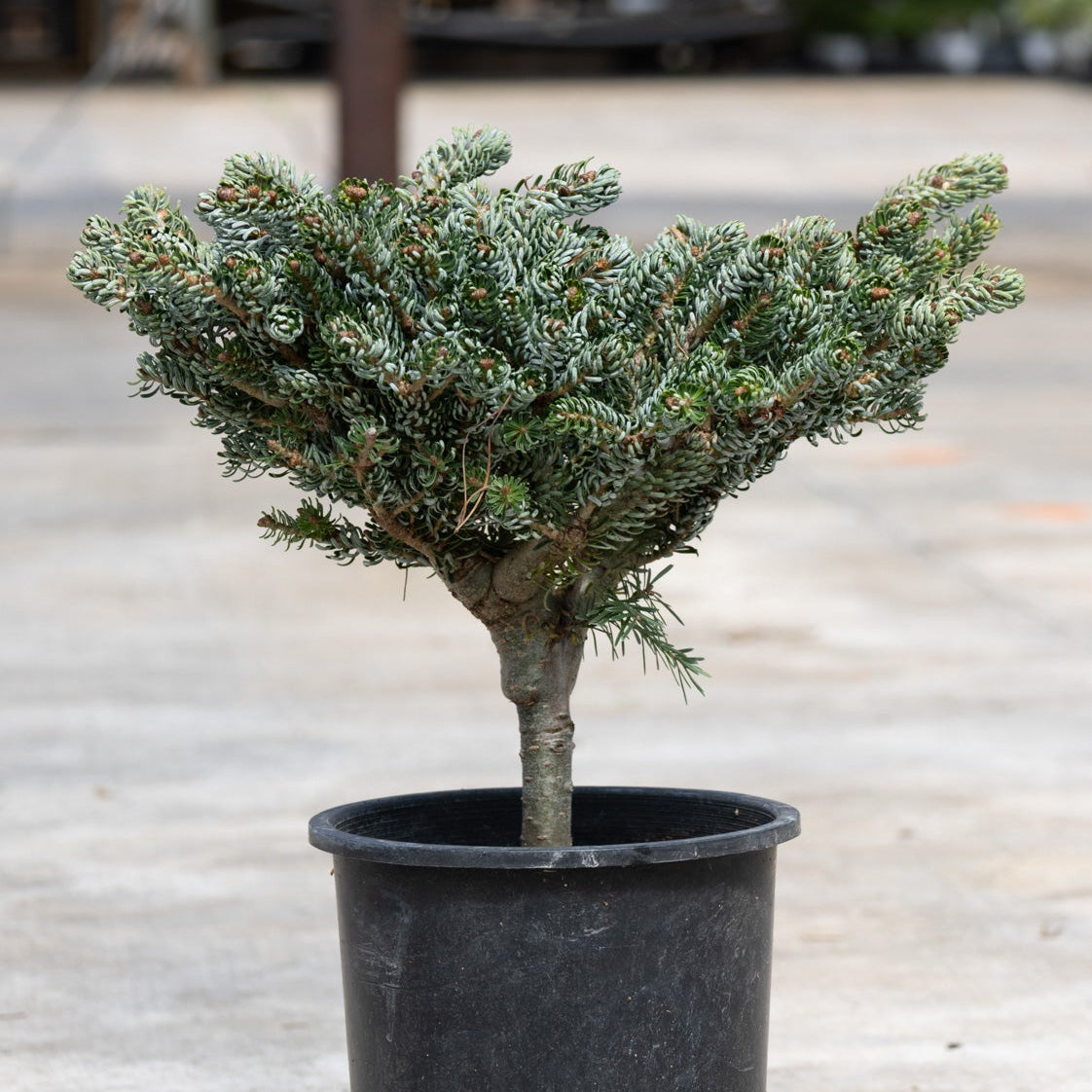 Ice Breaker Korean Fir dwarf conifer in a black nursery container showing its distinctive flat-topped, blue-green foliage habit.