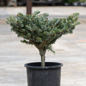Ice Breaker Korean Fir dwarf conifer in a black nursery container showing its distinctive flat-topped, blue-green foliage habit.