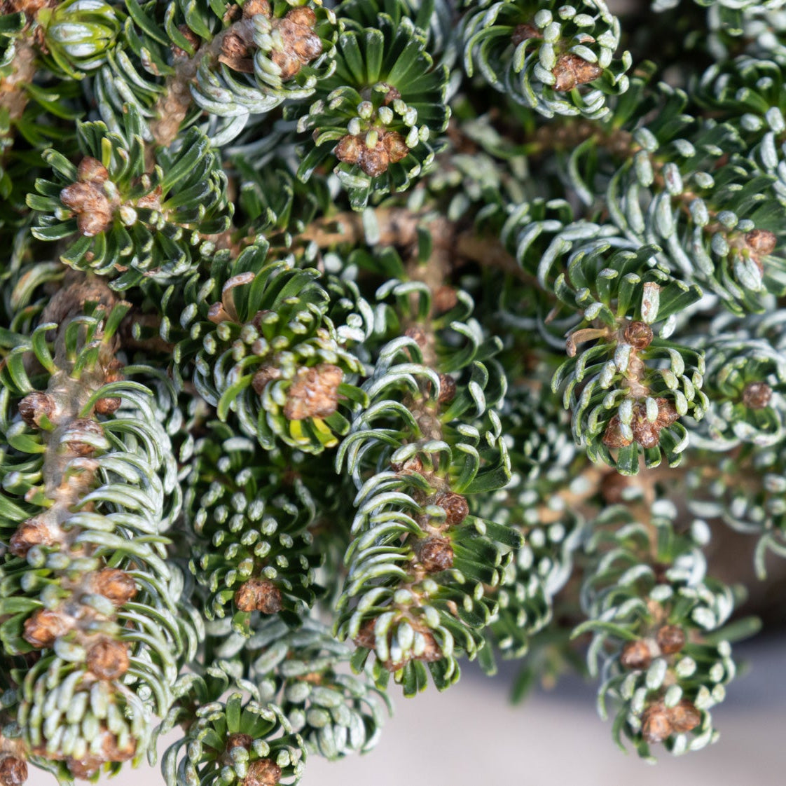 Close-up of Ice Breaker Korean Fir showing dense, curled blue-green needles and small brown buds on compact branches.