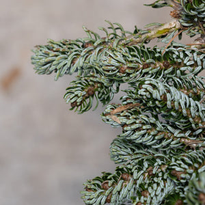 Close-up of Ice Breaker Korean Fir showing dense blue-green curved needles arranged along compact branches.