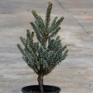 Horstmann's Silberlocke Korean Fir in a black nursery container showing silvery-blue curled needles and upright conical habit.