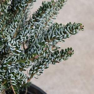 Horstmann's Silberlocke Korean Fir showing densely packed, silvery-white curled needles along dark green branches in a container.
