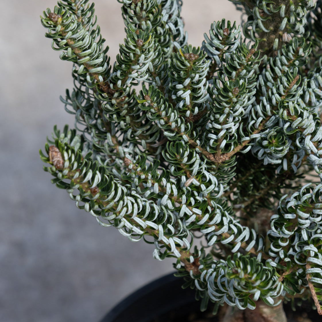 Horstmann's Silberlocke Korean Fir showing dense silvery-blue curled needles on upright branches in a container.