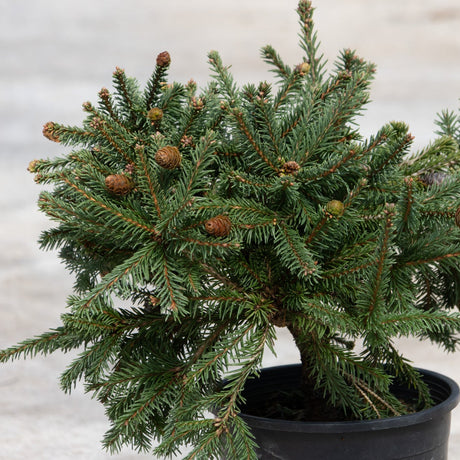 Pusch Dwarf Norway Spruce in a black nursery pot showing dense green foliage and small brown cones.