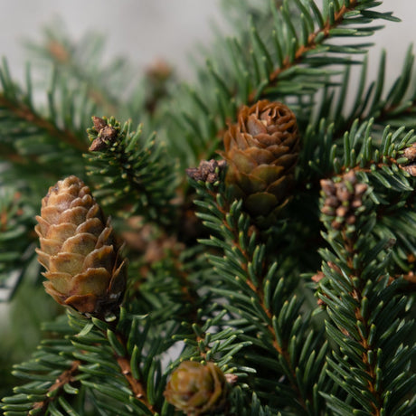 Close-up of Pusch Dwarf Norway Spruce branches showing small brown cones and dense dark green needles.