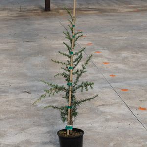 Young Horstmann Blue Atlas Cedar in a black nursery pot, staked with bamboo and green clips, showing blue-green needled branches.