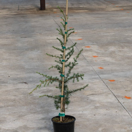 Young Horstmann Blue Atlas Cedar in a black nursery pot, staked with bamboo and green clips, showing blue-green needled branches.
