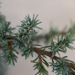 Close-up of Horstmann Blue Atlas Cedar foliage showing blue-green needle clusters along a slender brown branch.