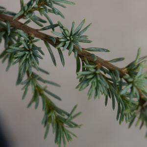 Close-up of Horstmann Blue Atlas Cedar branch showing blue-green needle clusters arranged in starlike whorls.