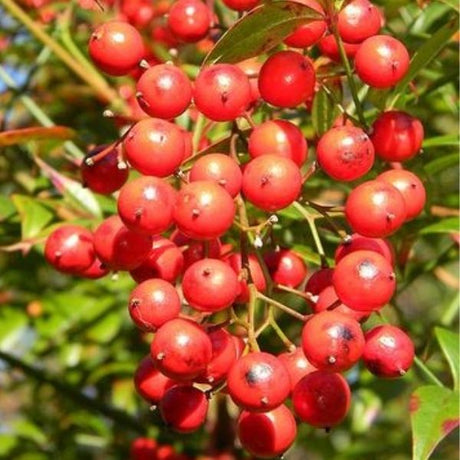 Red Cushion Firethorn