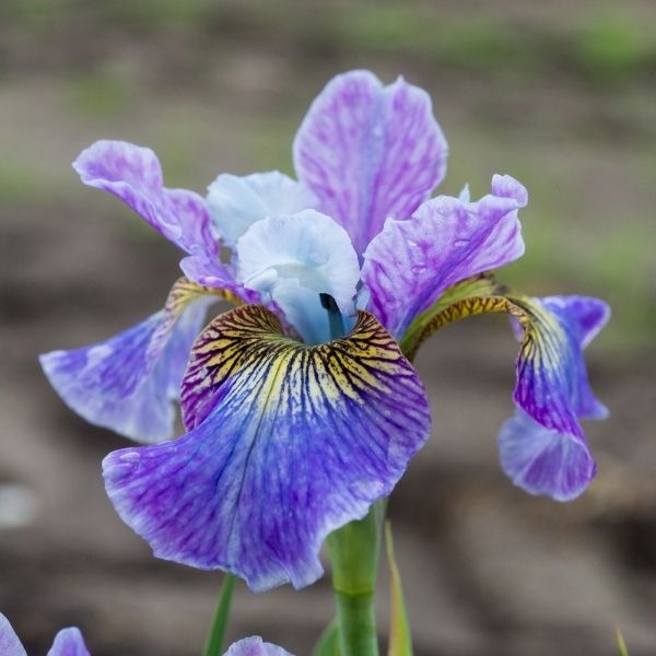 Peacock Butterfly&trade; Charming Billy Siberian Iris