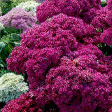 Mr. Goodbud Sedum