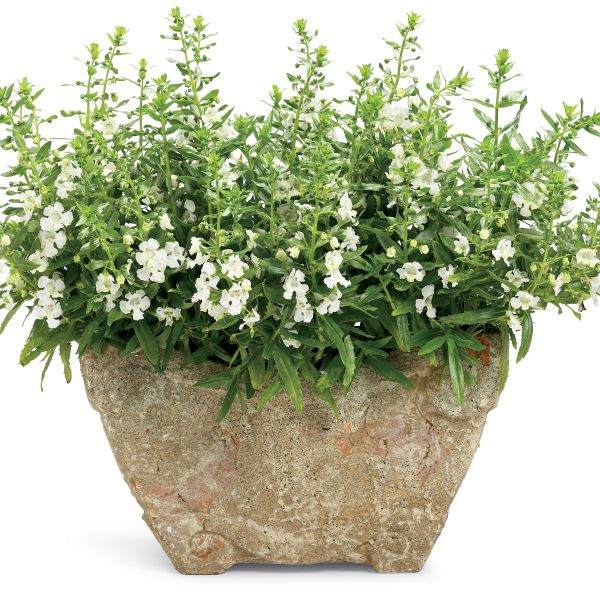 Angelface&reg; White Angelonia