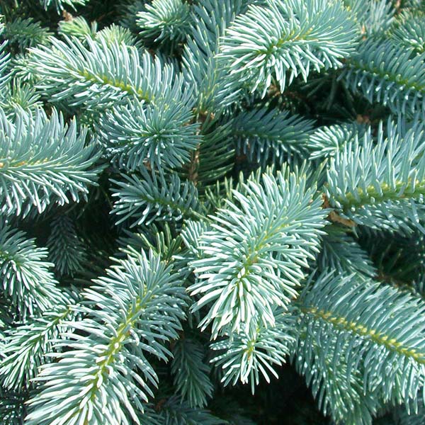 Dwarf Globe Blue Spruce