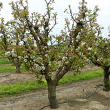 Shinseiki Pear Tree