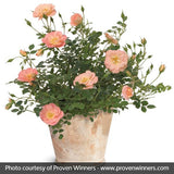 Oso Easy&reg; Peachy Cream Rose