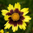 Big Bang&trade; Cosmic Eye Coreopsis