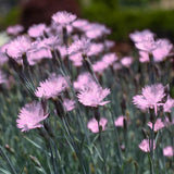 Baths Pink Dianthus