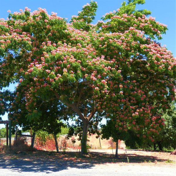 Mimosa Tree