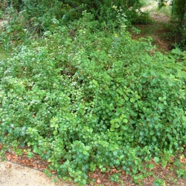 Evergreen Currant Bush