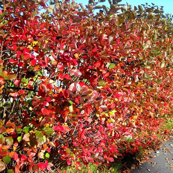 Autumn Magic Black Chokeberry