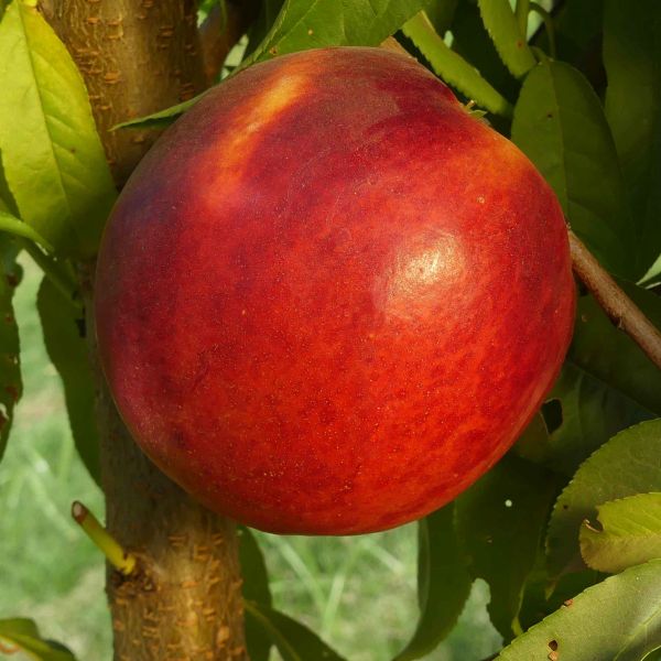 Fantasia Nectarine Tree