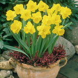 King Alfred type Classic Improved Daffodil