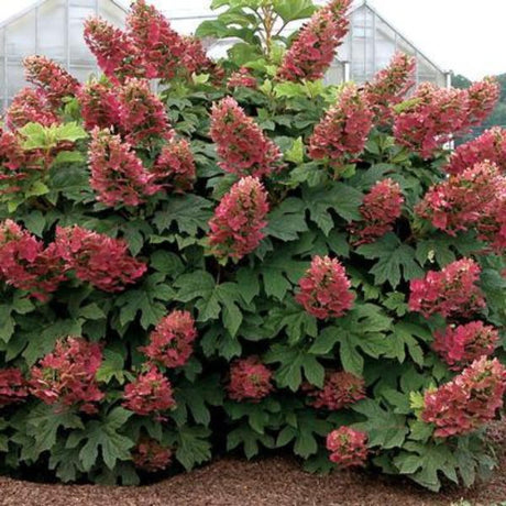 Ruby Slippers Hydrangea