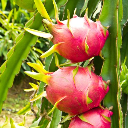 White Dragon Fruit Plant