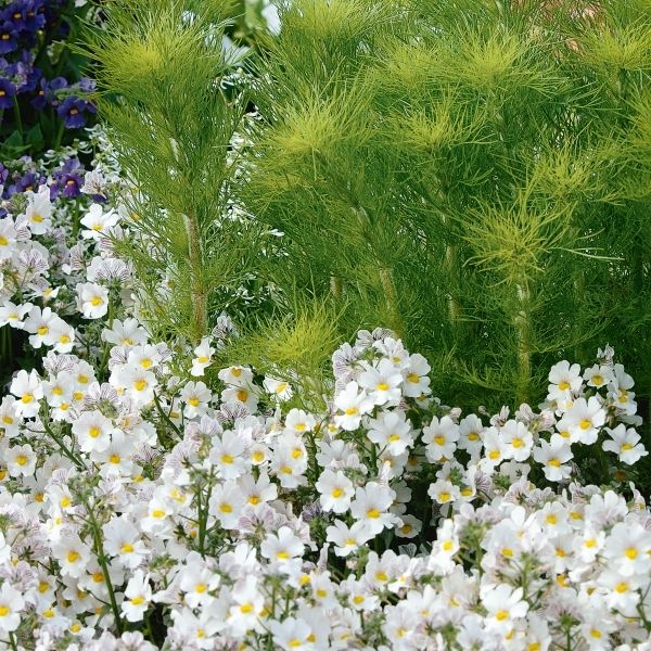 Elegant Feather Eupatorium