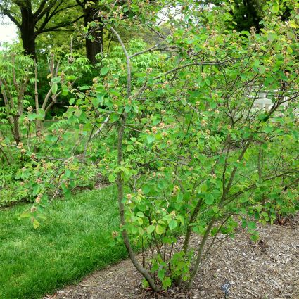 Regent Saskatoon Serviceberry