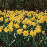 King Alfred type Classic Improved Daffodil