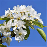 Aristocrat Flowering Pear